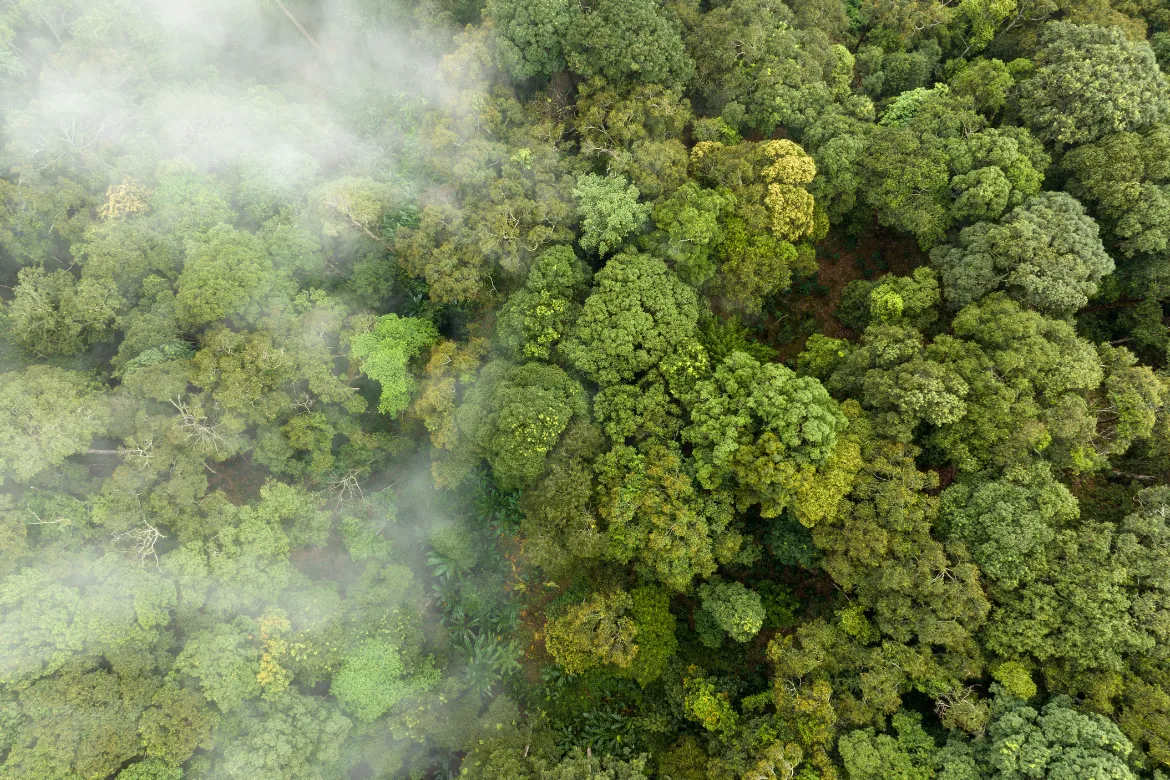 Top 10 Forests In Pakistan – Location, Area Covered, Types 19 Importance of forests - Abrosh carbon dioxide