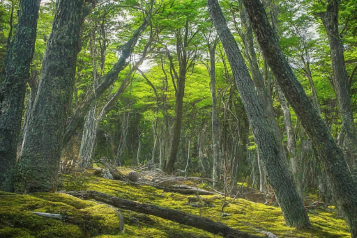 Top 10 Forests In Pakistan – Location, Area Covered, Types 15 Top 10 forests in Pakistan - Chitral Forest