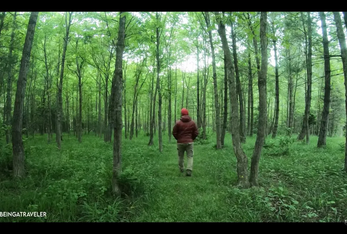 Sharan Forest: Unexplored Valley With Magnificent Views 4 Sharan Forest: A Beautiful Place in Kaghan Valley - Pakistan Tour n travel